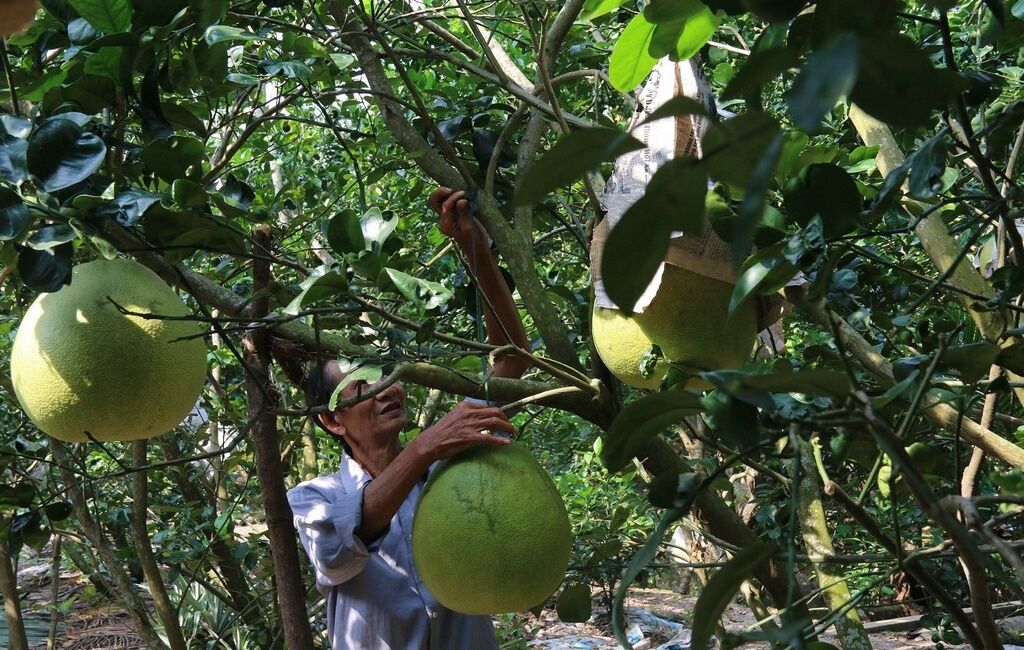 Capture the authentic charm of My Tho’s agriculture